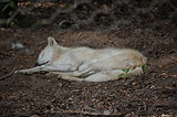 schlafender Polarwolf